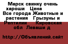 Марск свинку очень хароши › Цена ­ 2 000 - Все города Животные и растения » Грызуны и Рептилии   . Кировская обл.,Леваши д.